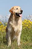 GOLDEN RETRIEVER 364